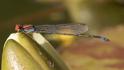 Pseudagrion massaicum (Massai Sprite) male 1.jpg